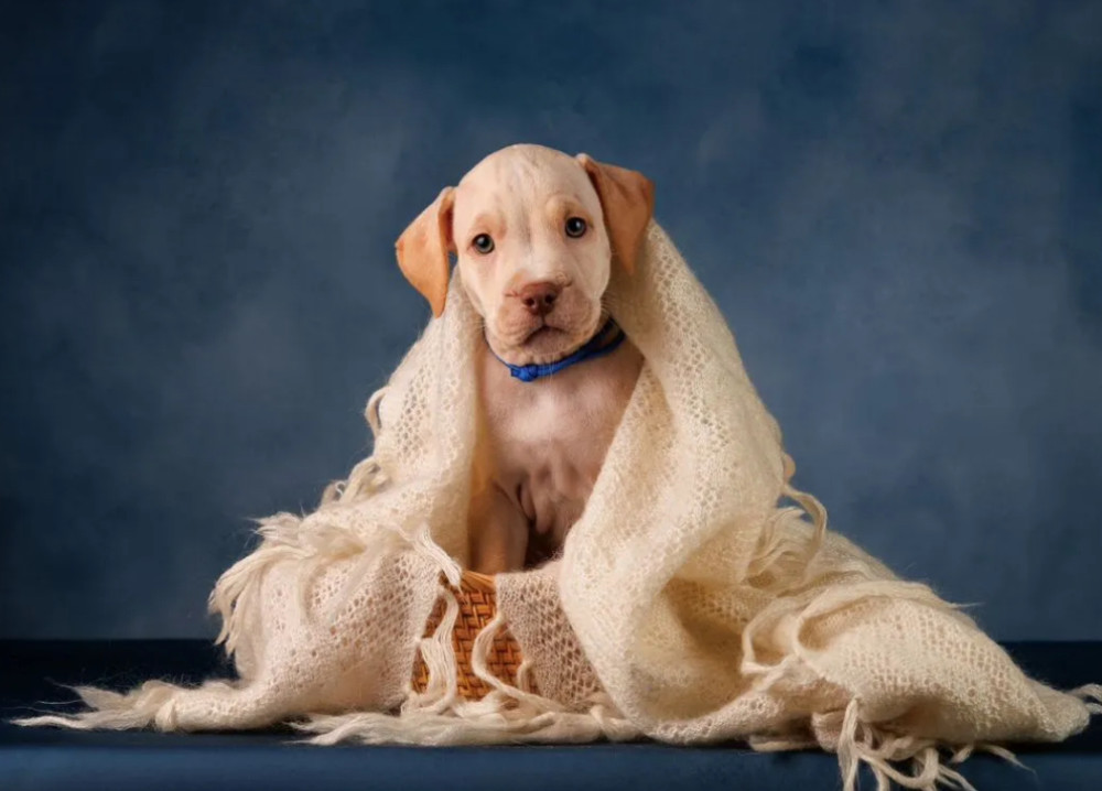 Purebred American Pit Bull Terrier Puppies for Sale in New York