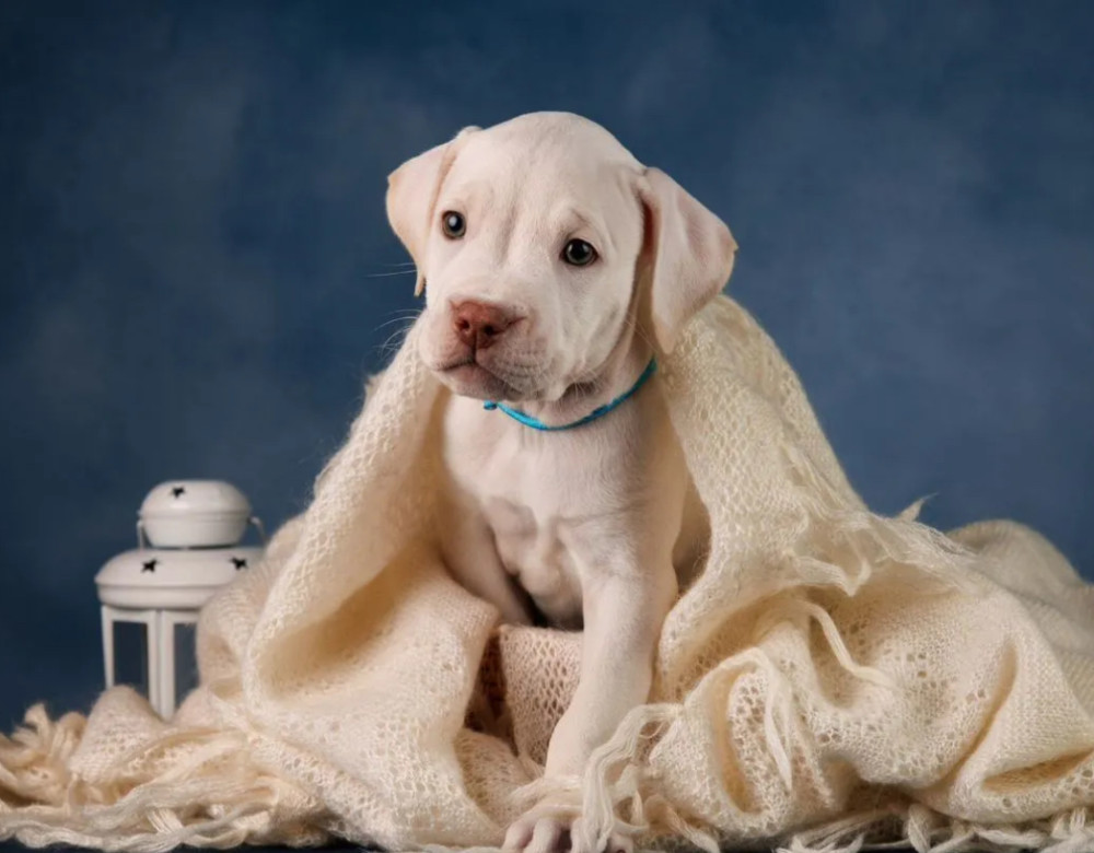 Purebred American Pit Bull Terrier Puppies for Sale in New York