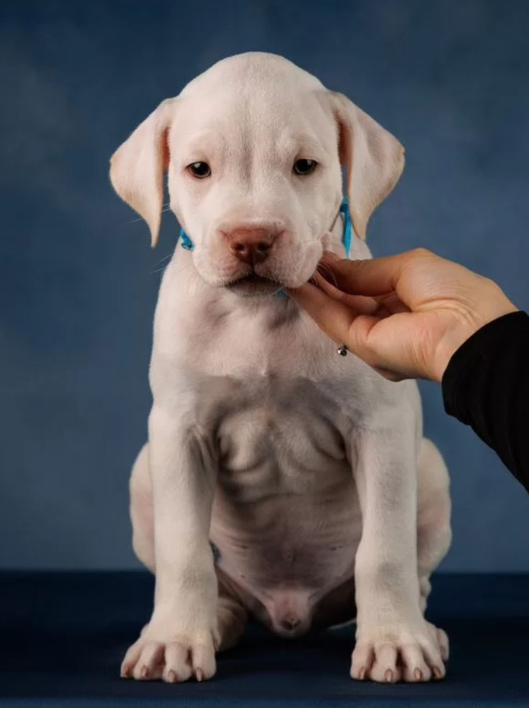 Purebred American Pit Bull Terrier Puppies for Sale in New York