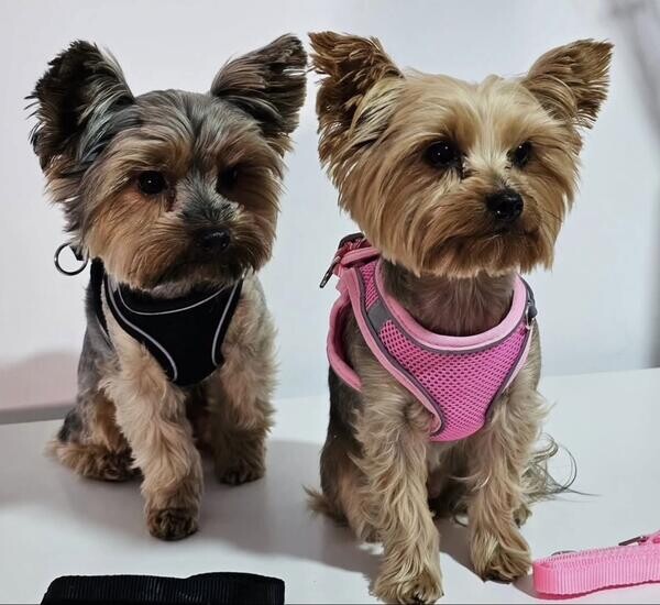 Teacup Yorkie Puppies For Rehoming