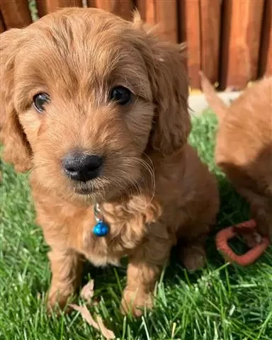 Here you can buy a puredbred goldendoodles puppies