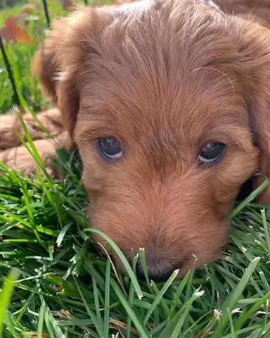 Here you can buy a puredbred goldendoodles puppies