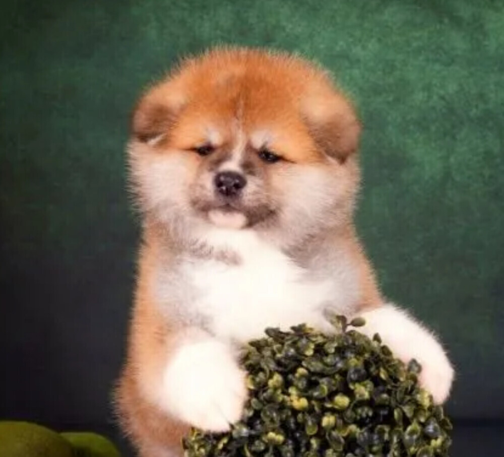Akita Inu Puppies for Sale in Pennsylvania (PA)