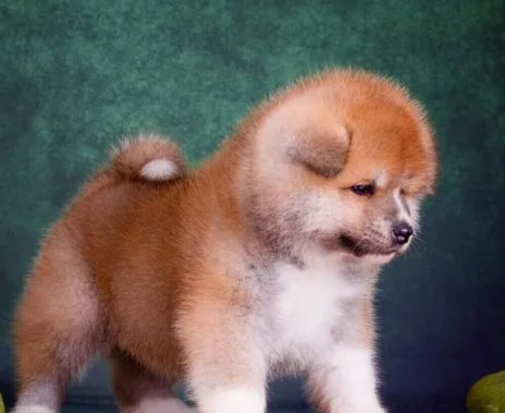 Akita Inu Puppies for Sale in Pennsylvania (PA)