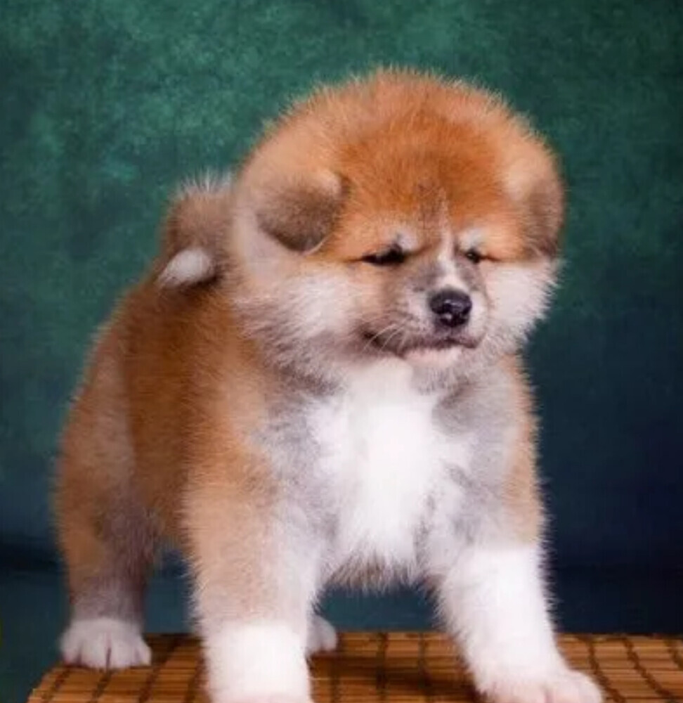 Akita Inu Puppies for Sale in Pennsylvania (PA)
