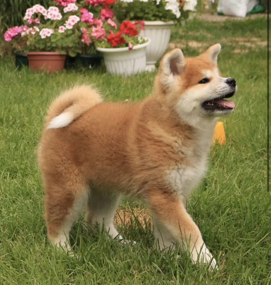 Akita Inu Puppy for Sale in New York (NY)