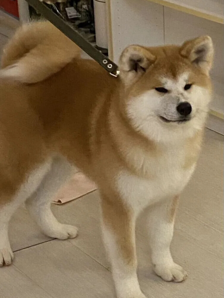 Akita Inu Puppy for Sale in New York (NY)