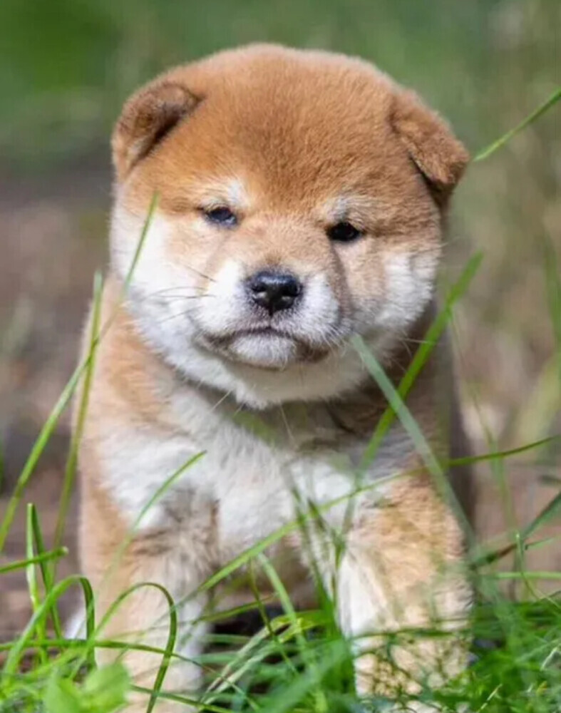 Akita Inu Puppy for Sale in New York (NY)