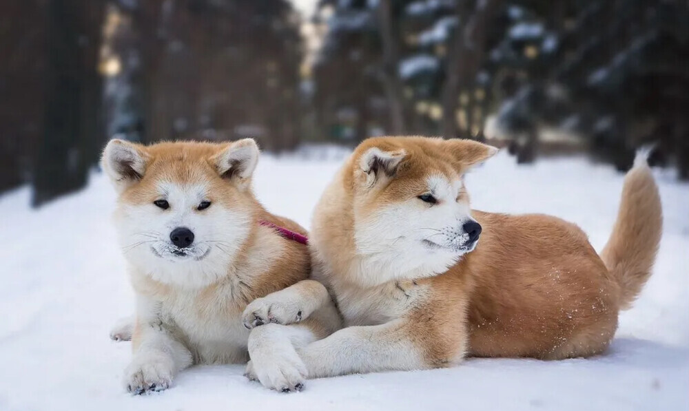 Akita Inu Puppies for Sale in Texas (TX)