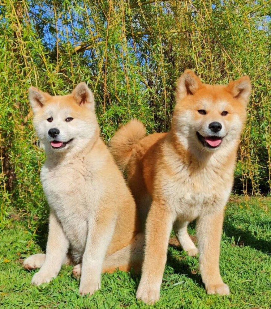 Akita Inu Puppies for Sale in Texas (TX)