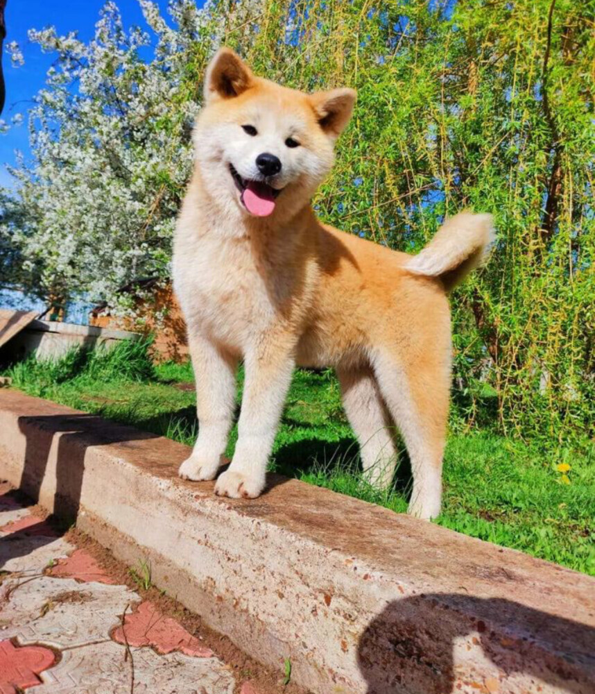 Akita Inu Puppies for Sale in Texas (TX)