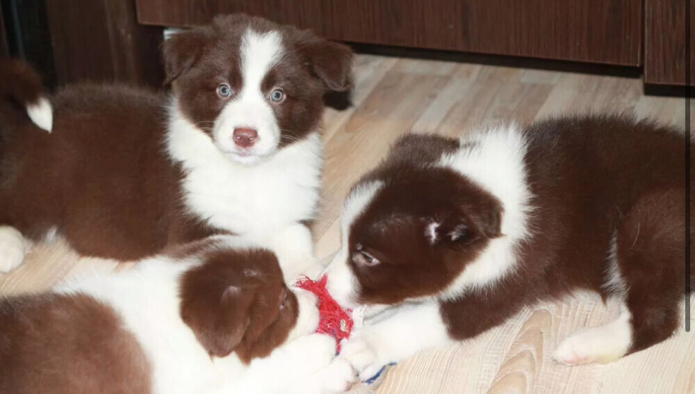 Border Collie Puppies for Sale in Arizona (AZ)