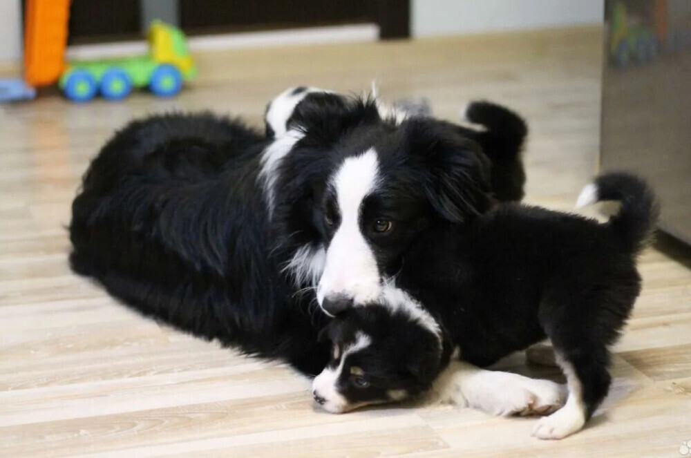 Border Collie Puppies for Sale in Arizona (AZ)