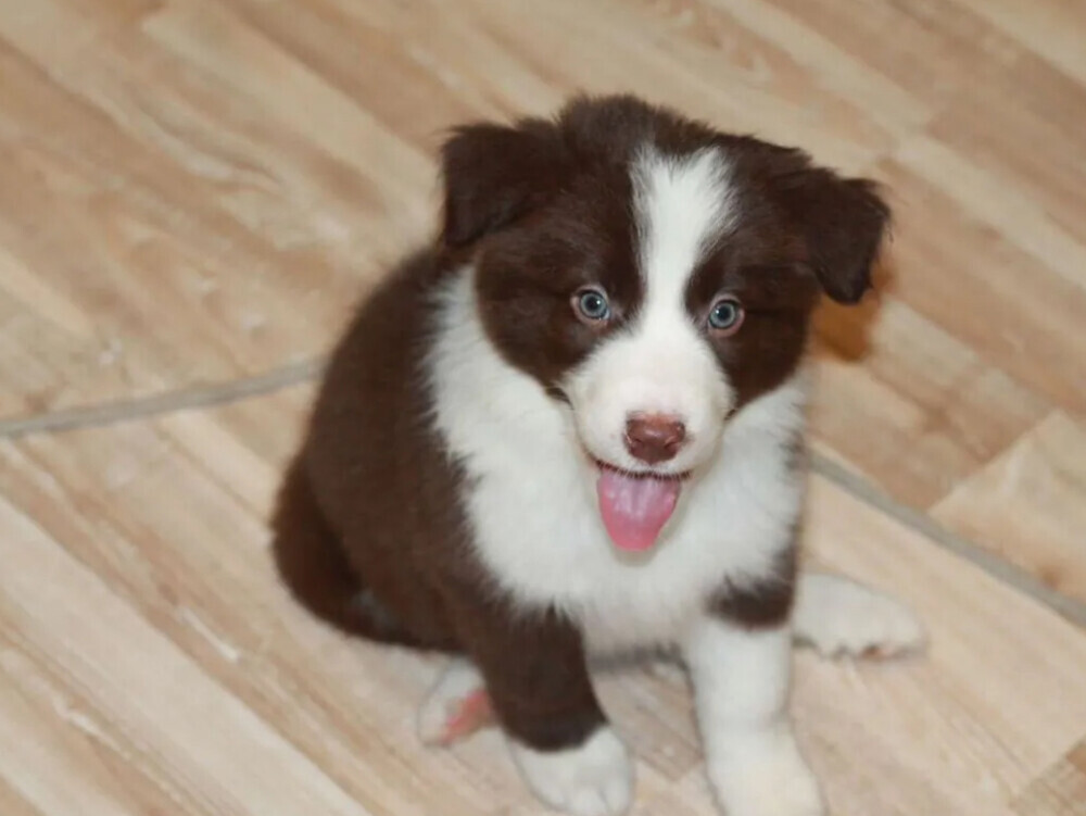 Border Collie Puppies for Sale in Arizona (AZ)