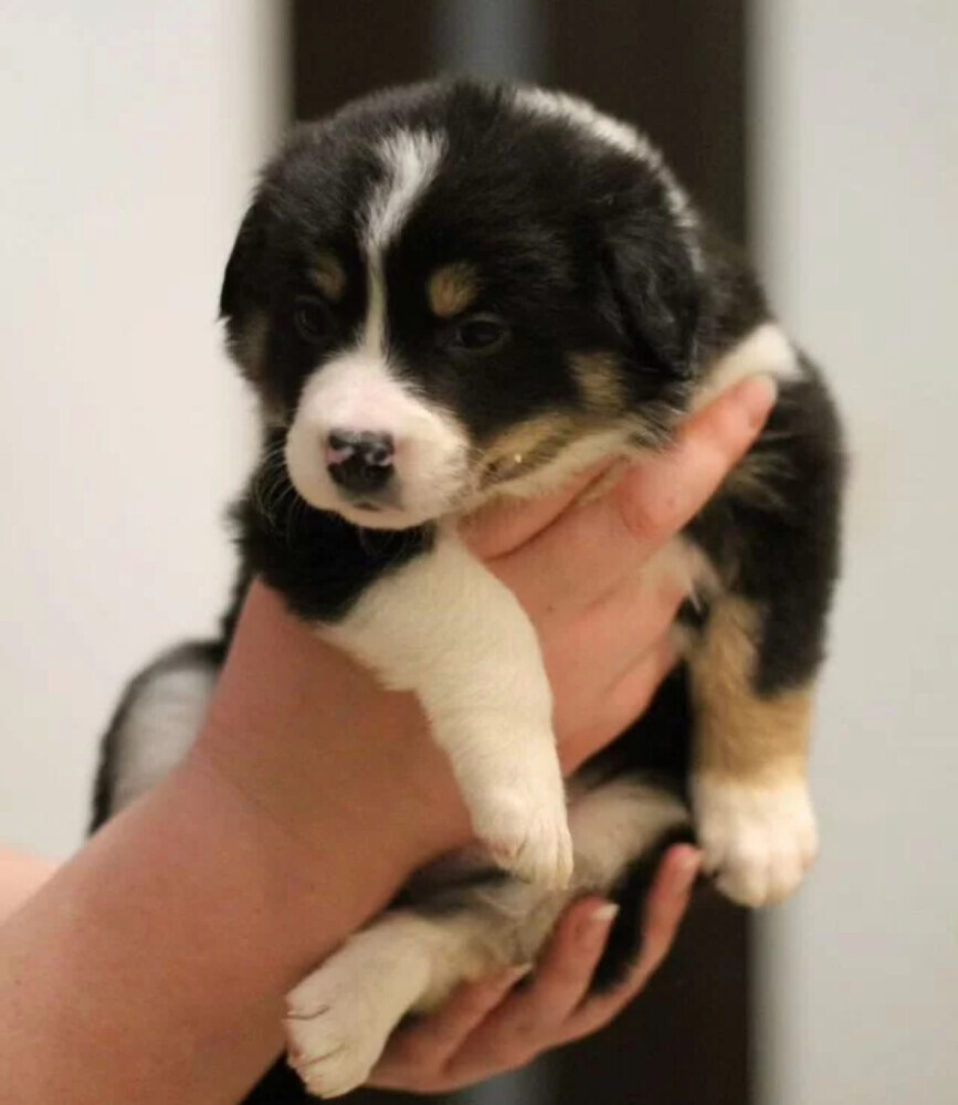 Border Collie Puppies for Sale in Arizona (AZ)