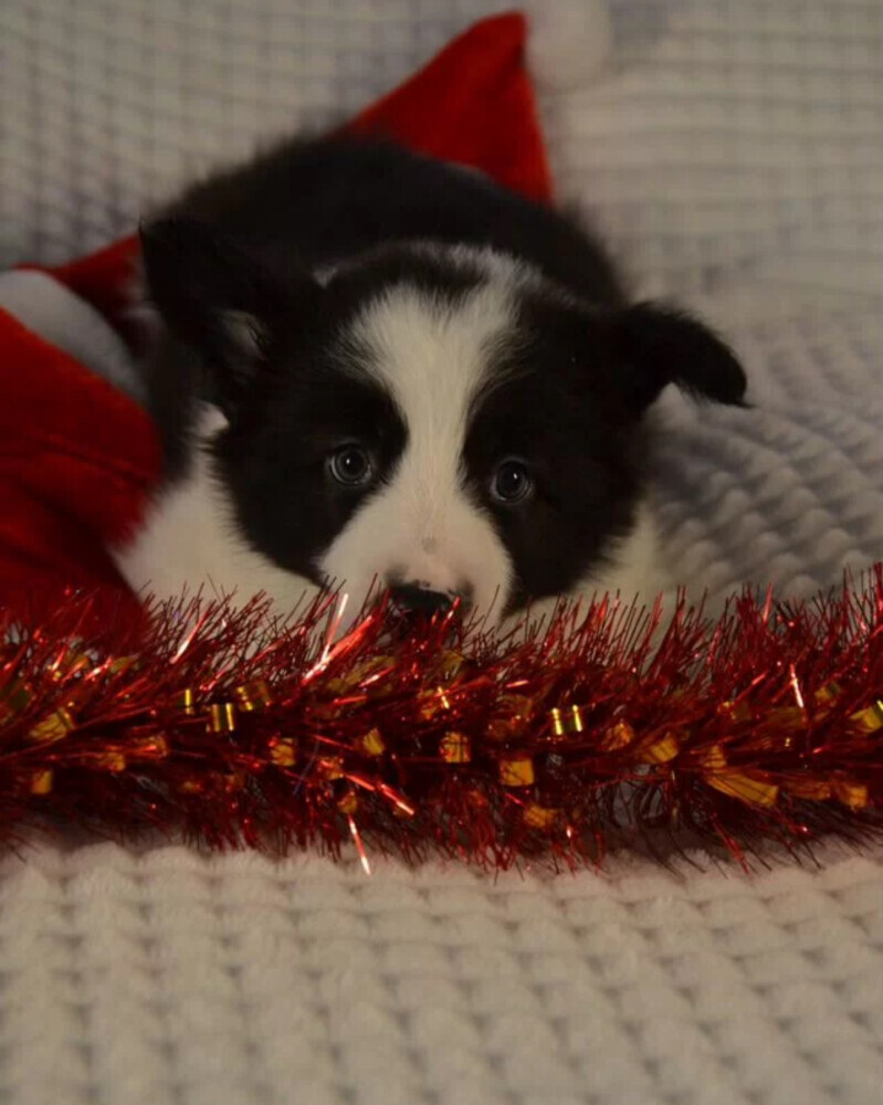 Collie Puppies for Sale in California (CA)