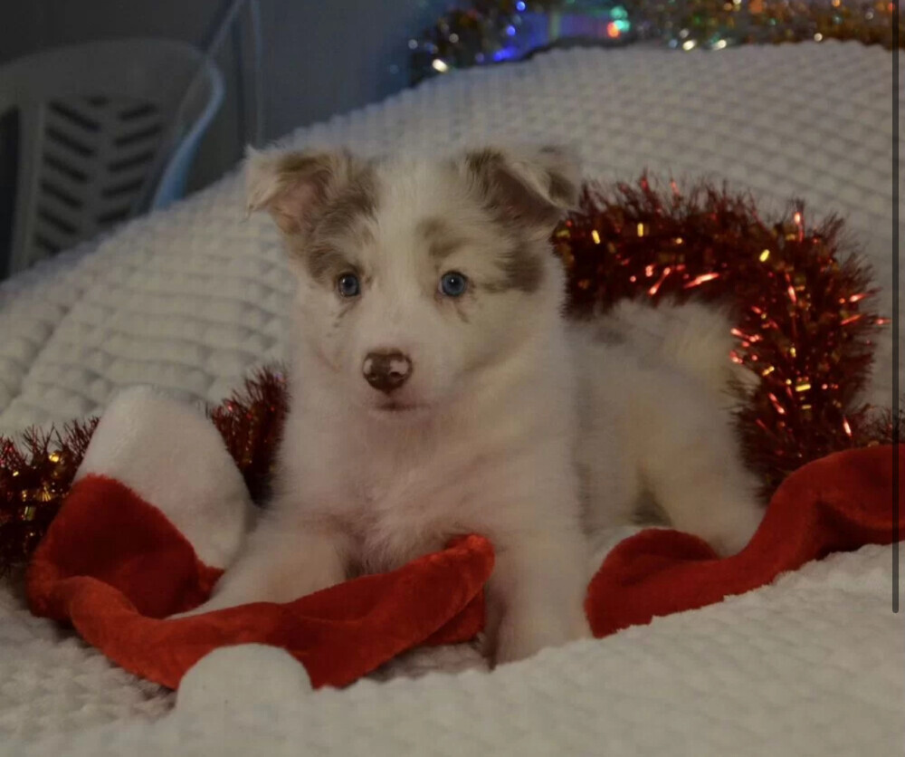 Collie Puppies for Sale in California (CA)