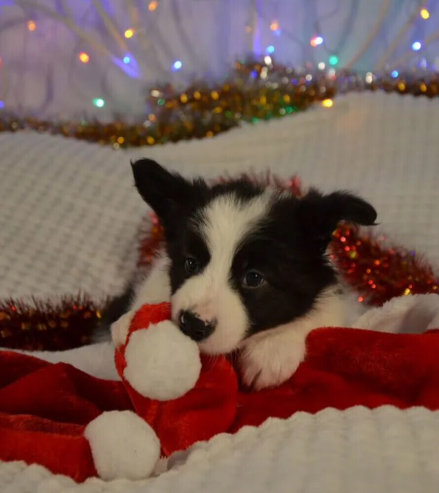 Collie Puppies for Sale in California (CA)