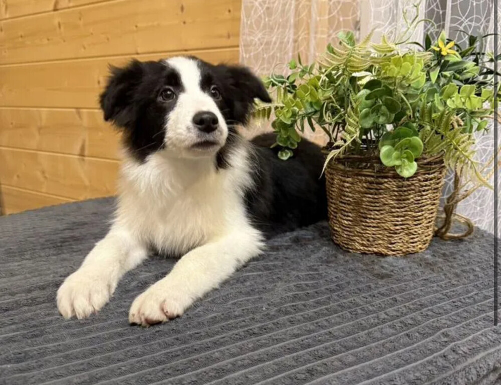 Border Collie Puppy for Sale in New York (NY)
