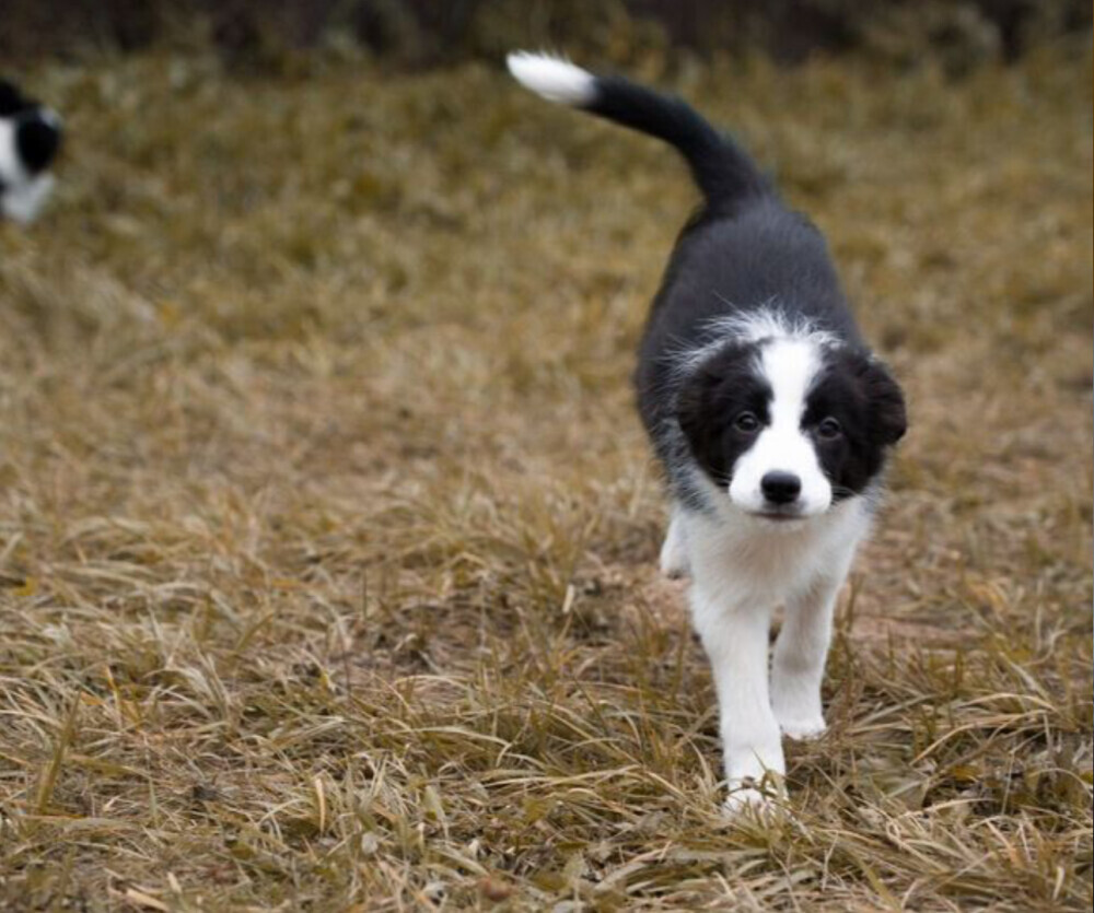 Border Collie Puppy for Sale in New York (NY)