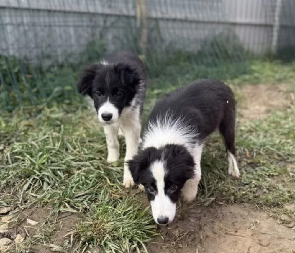 Border Collie Puppy for Sale in New York (NY)