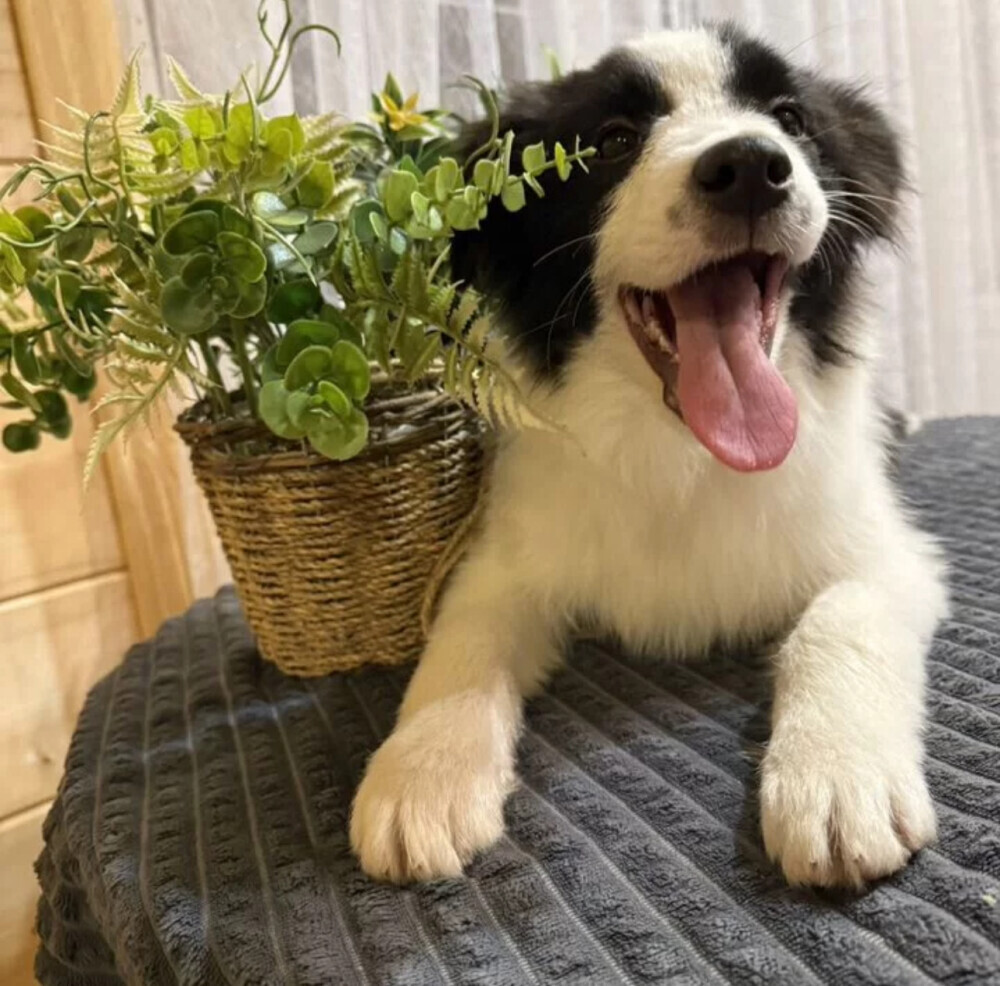 Border Collie Puppy for Sale in New York (NY)