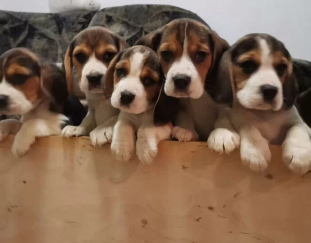 Beagle Puppies for Sale in Illinois (IL)