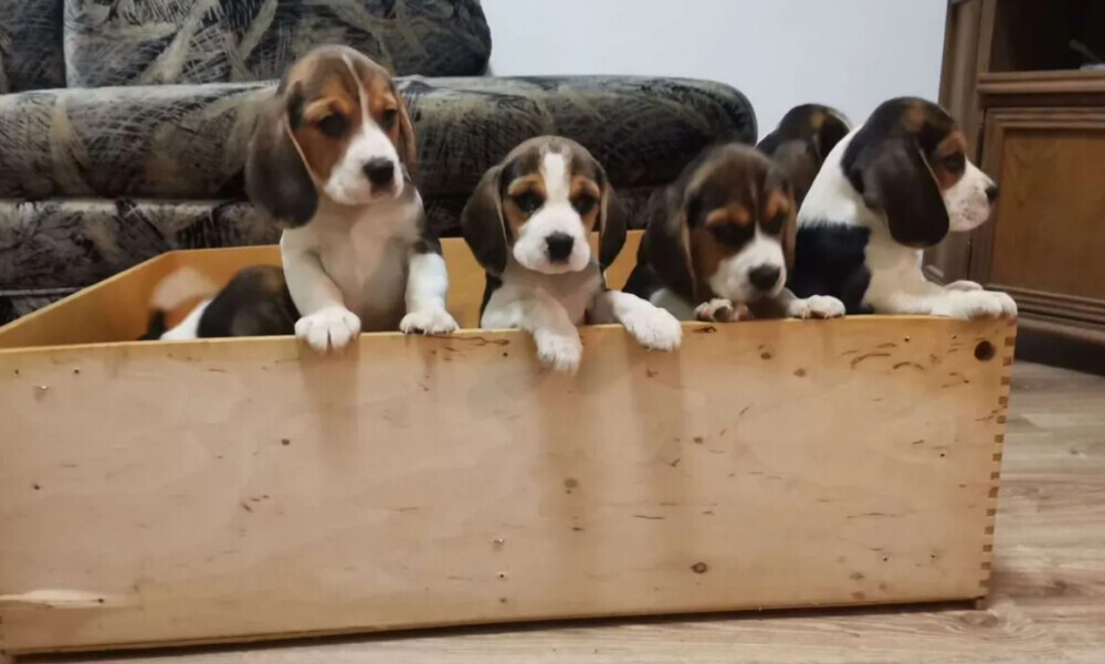 Beagle Puppies for Sale in Illinois (IL)