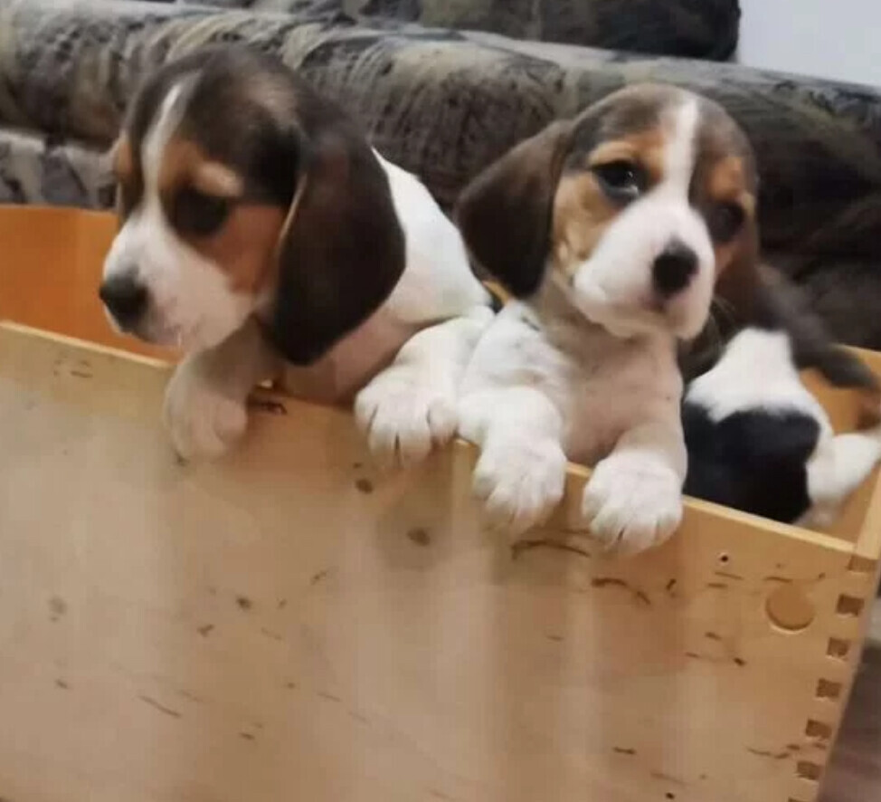Beagle Puppies for Sale in Illinois (IL)