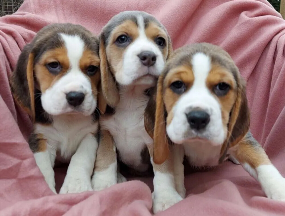 Beagle Puppies for Sale in Austin (TX)