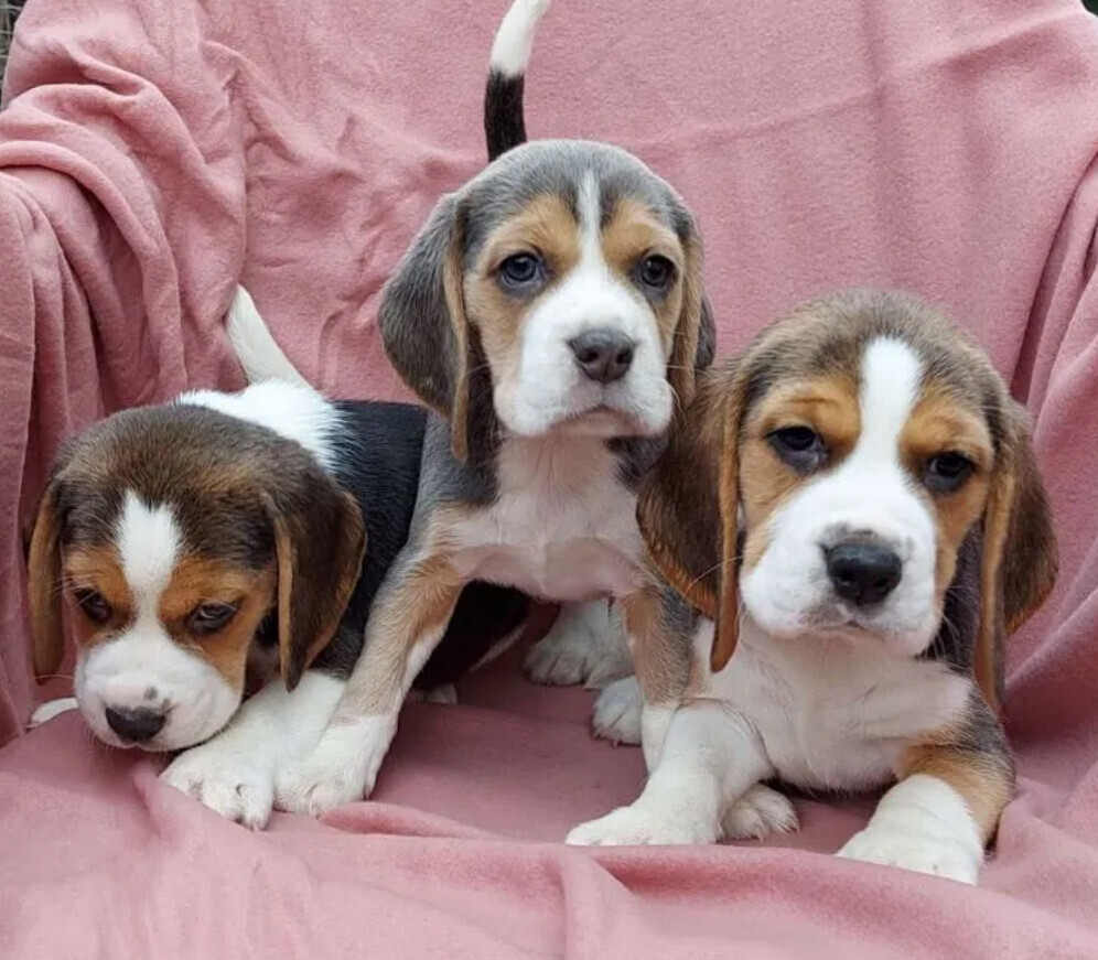 Beagle Puppies for Sale in Austin (TX)