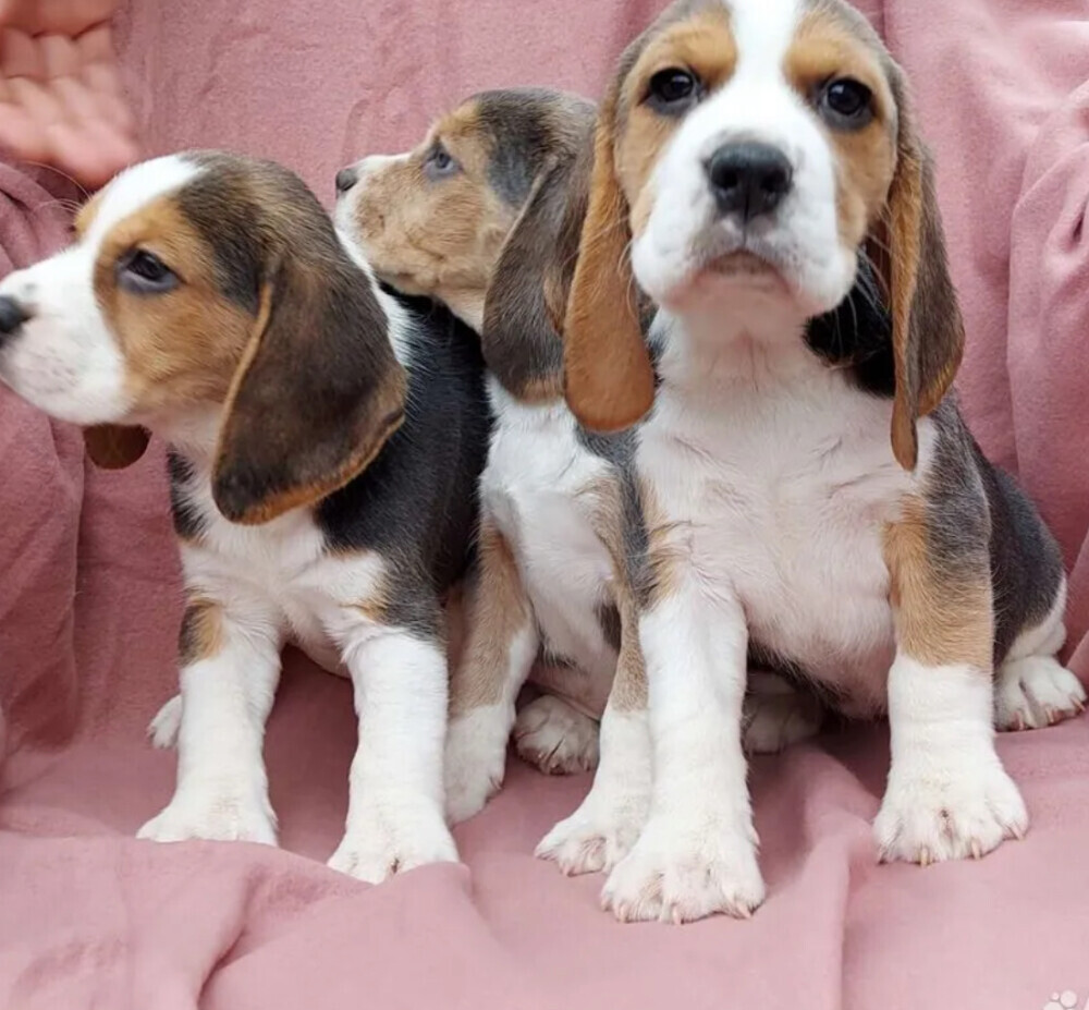 Beagle Puppies for Sale in Austin (TX)