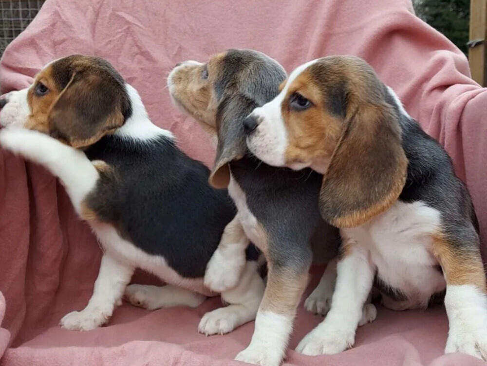 Beagle Puppies for Sale in Austin (TX)