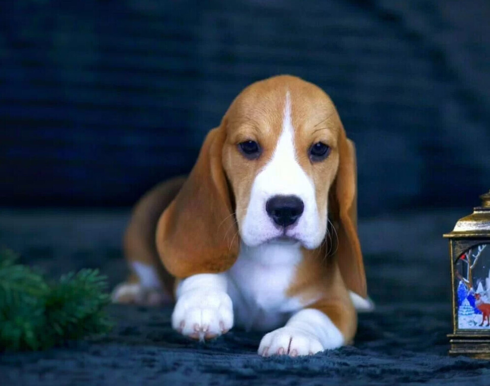 Beagle Puppies for Sale in New York (NY)