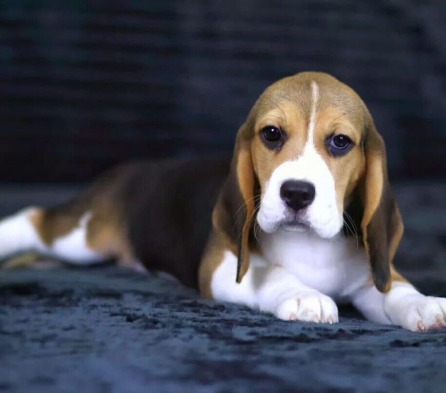Beagle Puppies for Sale in New York (NY)