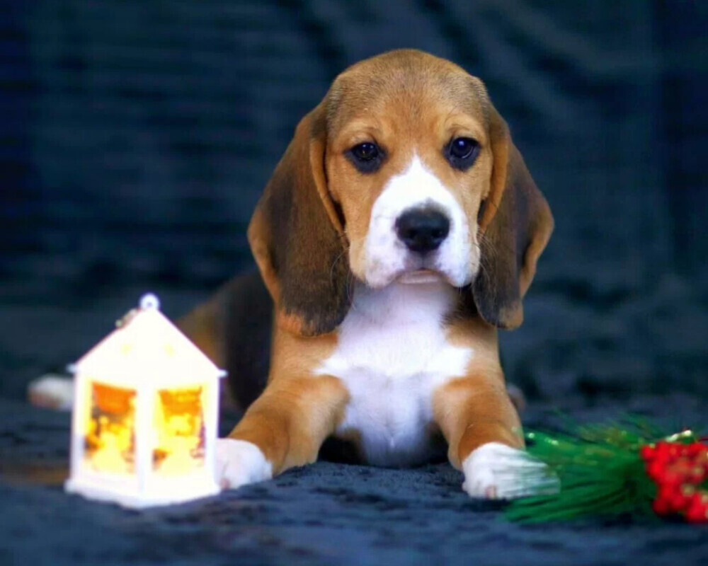 Beagle Puppies for Sale in New York (NY)