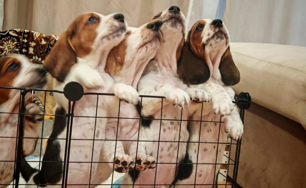 Basset Hound Puppies for Sale in Pennsylvania (PA)