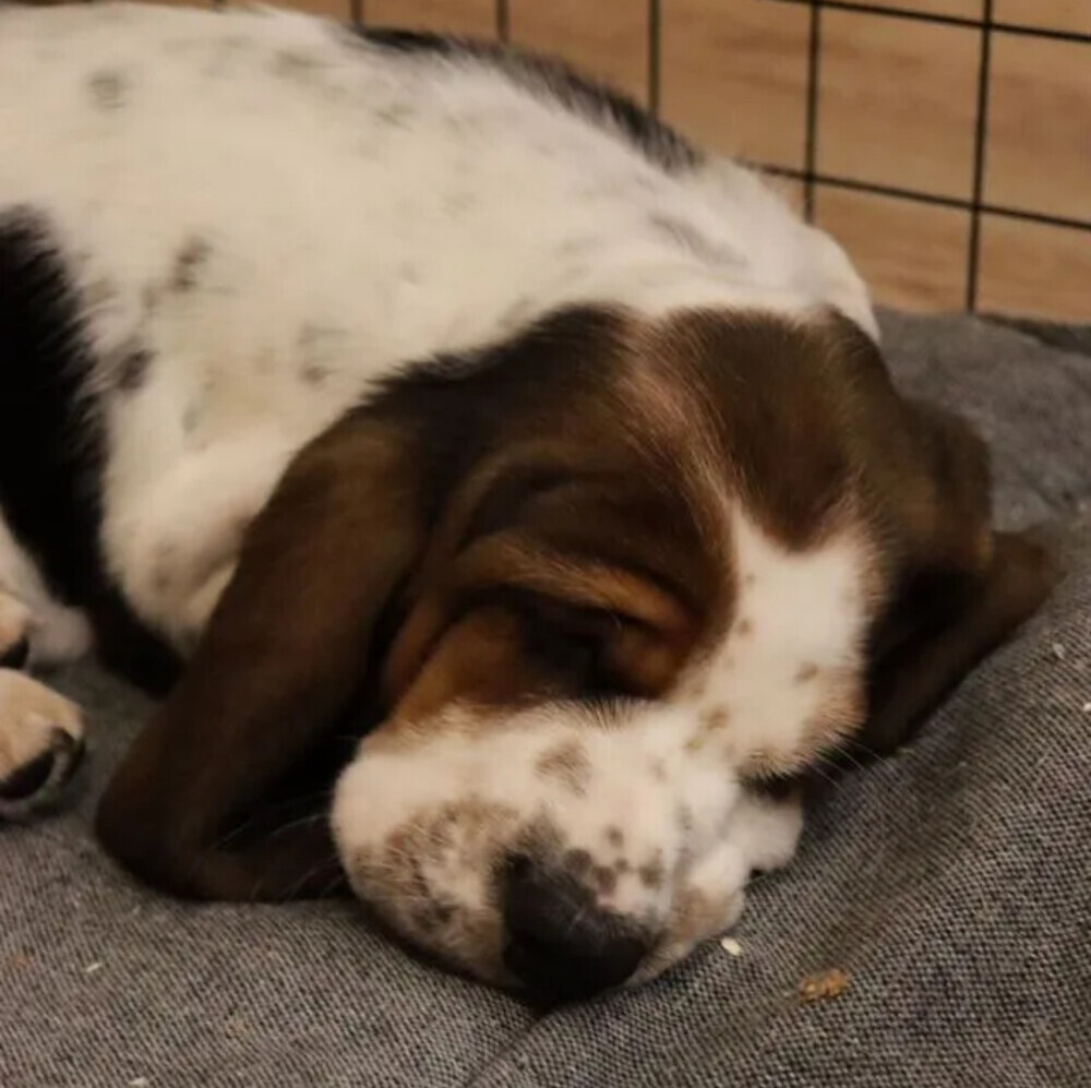 Basset Hound Puppies for Sale in Pennsylvania (PA)