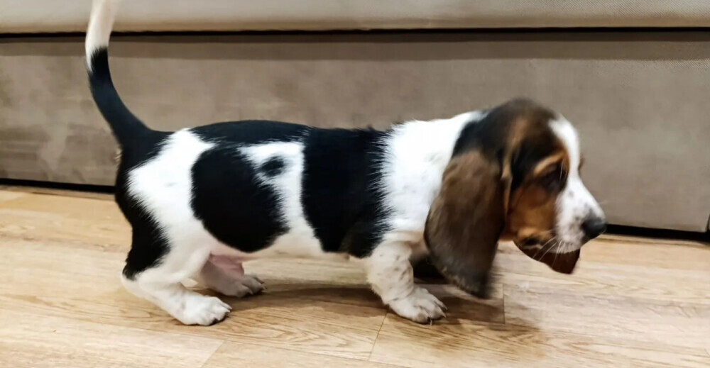 Basset Hound Puppies for Sale in Pennsylvania (PA)