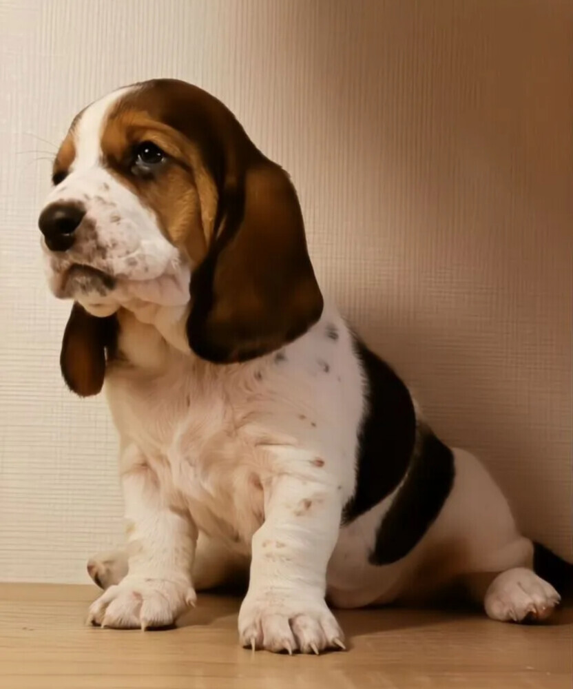Basset Hound Puppy for Sale in San Diego (CA)