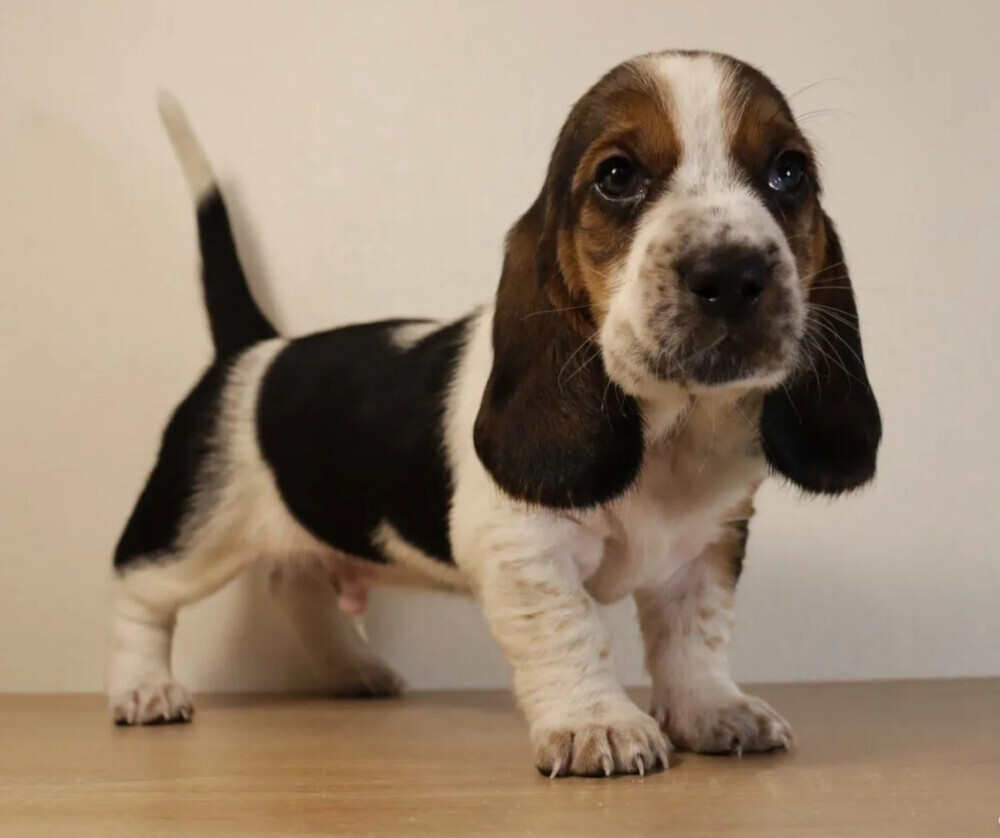 Basset Hound Puppy for Sale in San Diego (CA)