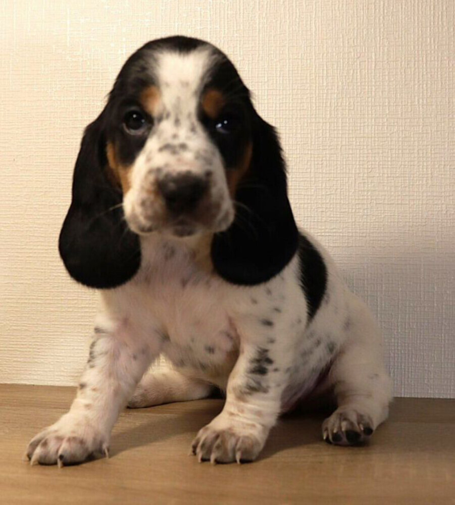 Basset Hound Puppy for Sale in San Diego (CA)