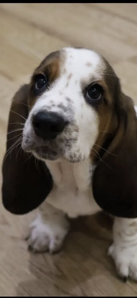 Basset Hound Puppy for Sale in San Diego (CA)