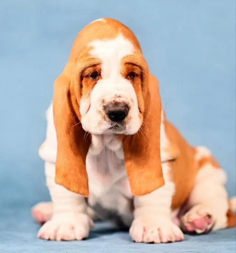 Basset Hound Puppies for Sale in Arizona (AZ)