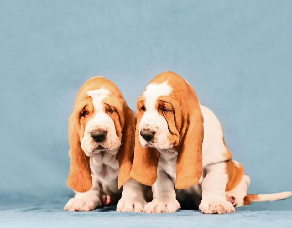 Basset Hound Puppies for Sale in Arizona (AZ)