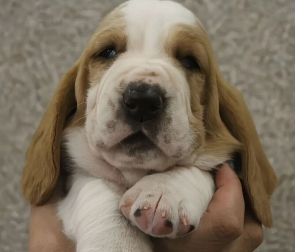 Basset Hound Puppies for Sale in Arizona (AZ)
