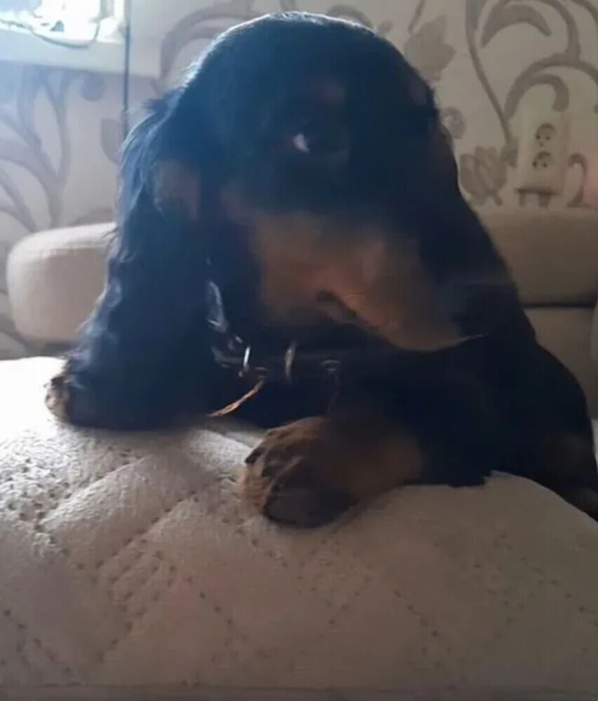 Dapple Dachshund Puppies for Sale in Queens (NY)