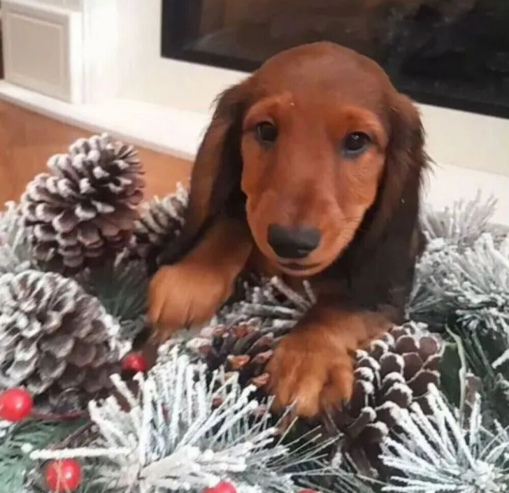 Dapple Dachshund Puppies for Sale in Queens (NY)