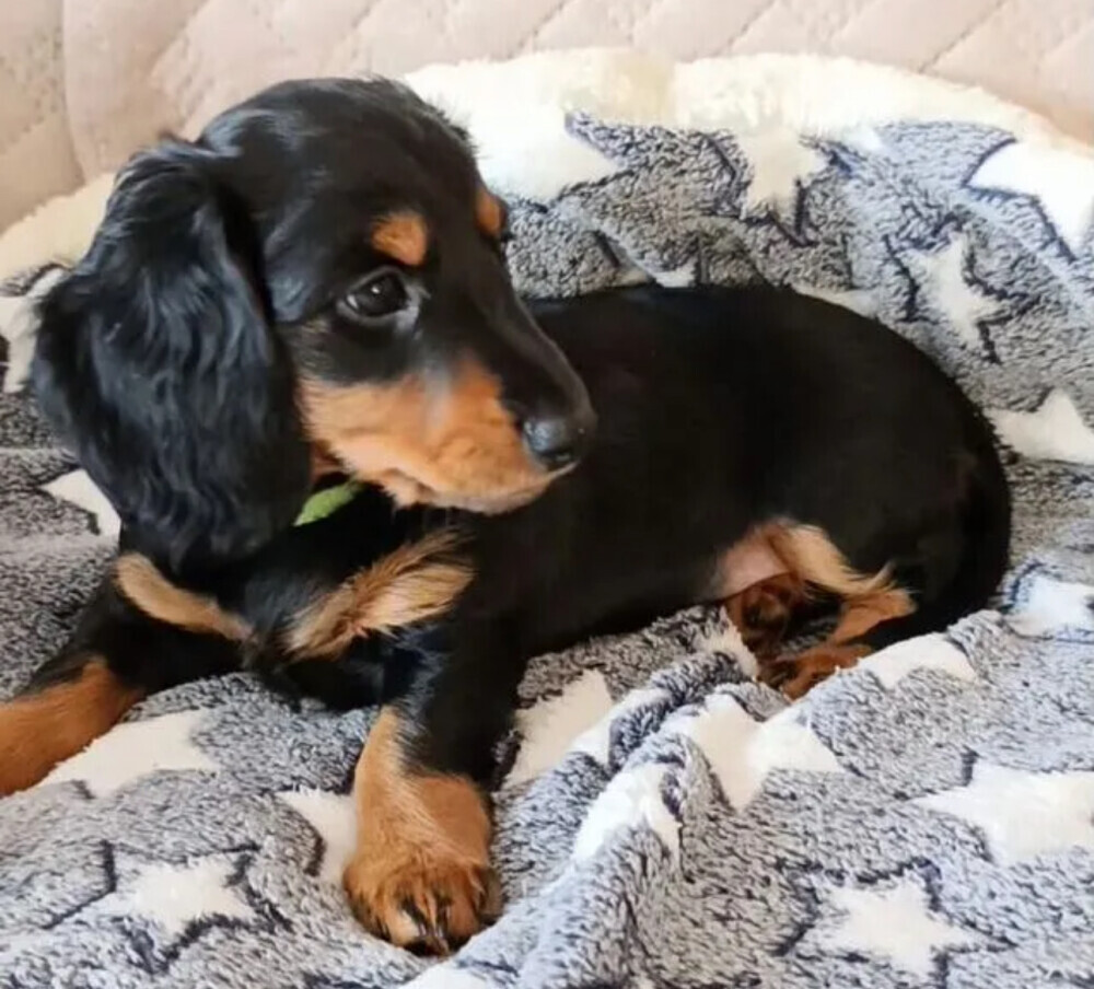 Dapple Dachshund Puppies for Sale in Queens (NY)