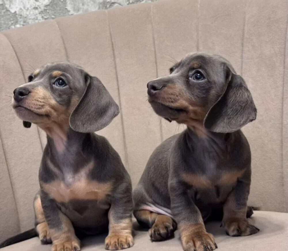 Long-Haired Dachshund Puppies for Sale in Jacksonville (FL)